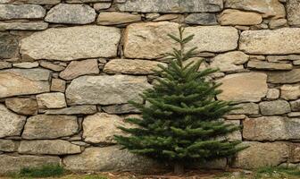 A small pine tree is standing in front of a stone wall photo