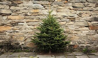 A small pine tree is standing in front of a stone wall photo