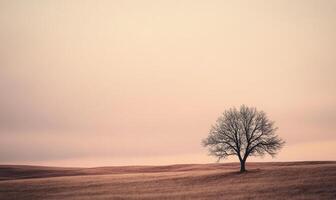 A tree stands alone in a field of grass photo