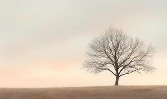 A tree stands alone in a field of tall grass photo