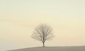 A tree stands alone on a hillside, with a cloudy sky in the background photo