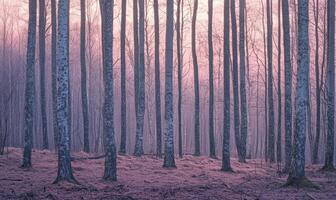A forest with trees that are purple in color photo