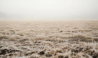 A field of grass covered in frost photo
