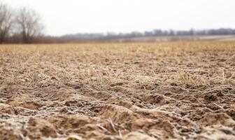 A field of dry, brown grass with a few trees in the background photo