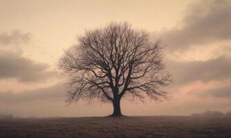 A tree stands alone in a field with a cloudy sky in the background photo