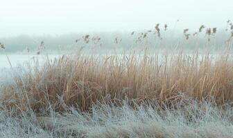 A field of tall grass covered in frost photo