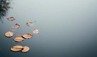 A pond with leaves floating on the surface photo