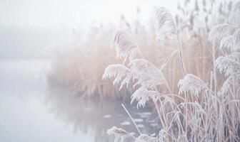 A field of tall grass covered in frost and snow photo