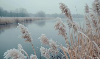 A frozen field of tall grass with a body of water in the background photo