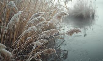 A field of tall grass with frost on it and a body of water in the background photo