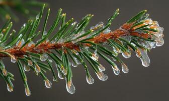 A branch of a tree covered in ice drops photo