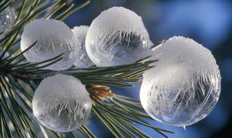 A branch covered in ice and snow with four large photo