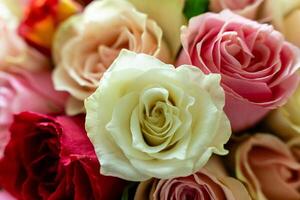 vibrant, abstract background featuring a lush arrangement of colorful roses in a spectrum of hues, creating a visually captivating and romantic ambiance photo