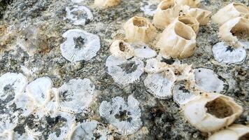 Close up view of marine organisms on a Rock Surface, Barnacle, Shells, Mollusks, Coral like formations with intricate Patterns and Texture, some covered in Sand, Artistic Vertical Photo for Wallpaper