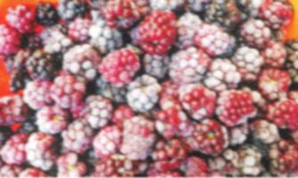 Frozen berries fruits as blurred background, top view. Raspberries and blackberries. Mix of different frozen berries. photo