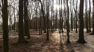 Dark Forest, Wood, Trees and Bare Trunks, Abandoned Lonely Park in Late Fall, Damp Ground After Rain, Tranquility in Autumn or Winter Serenity, Darkness Wallpaper Landscape, morning sunshine photo