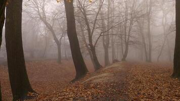 Walk through a gloomy, foggy park, fallen leaves, late autumn, a quiet landscape without people, solitude and harmony with nature photo