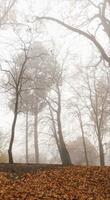 Walk through a gloomy, foggy park, fallen leaves, late autumn, a quiet landscape without people, solitude and harmony with nature, bottom view the ravine, vertical photo