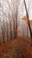Autumn Foggy Park, Walk through a gloomy, Fallen Leaves, late Dark autumn, a Quiet Landscape without people, Solitude and Harmony with nature photo