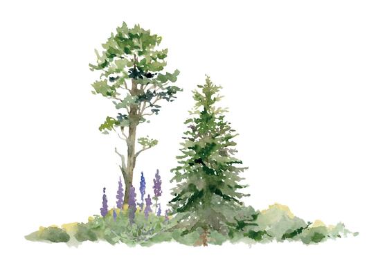 Scenery landscape of forest meadow with bushes, lupin flowers, pine fir spruce tree in lush grass, hand drawn in watercolor. Illustration for tourism maps, resort ads, hiking camping sites vacation.