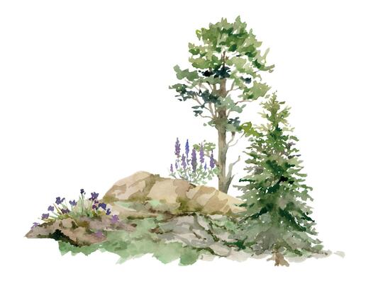 Scenery landscape of forest meadow grassland with bushes flowers, pine fir spruce tree on alpine rocks, hand drawn in watercolor. Illustration for tourism, resort ads, hiking camping sites vacation.