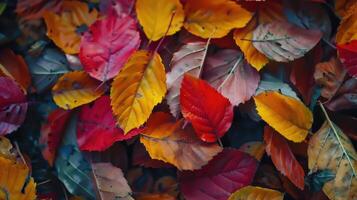 close up of autumn leaves. Multicolored fall leaves. Colorful autumn leaves. Macro leaf texture photo