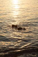 Sunset on the sea with waves and reflection in the water photo
