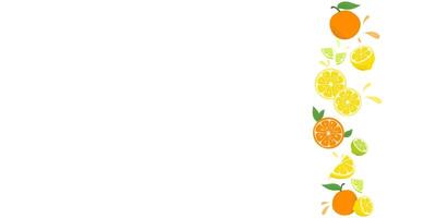 set of citrus fruits isolated on white background. vector