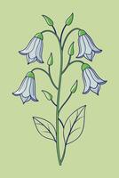 a bluebell flower with leaves and buds on a green background vector