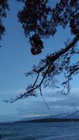 tree branches and calm sea view photo