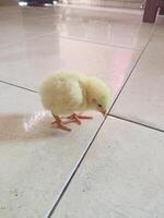 a very cute little yellow chicken photo