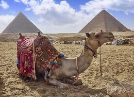 camel in egypt with the majestic pyramids of giza in the background photo