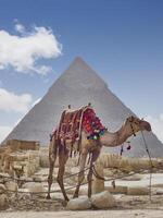 camel in egypt with the majestic pyramids of giza in the background photo