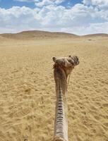 camel in egypt with the majestic pyramids of giza in the background photo