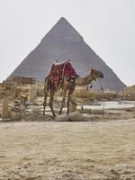 camel in egypt with the majestic pyramids of giza in the background photo