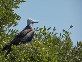 seagull perched in the trees with its beak open photo