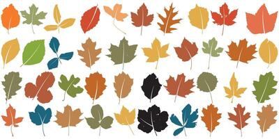 Collection of colourful Autumn or Fall leaves isolated on a white background vector