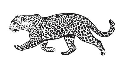 A leopard walking in a line on a white background vector