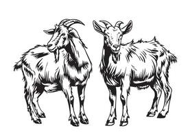 Set of hand drawn goats sketch. vector