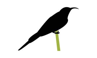 Red Headed Trogon Silhouette vector