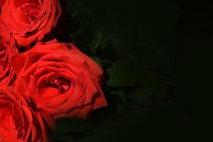 Blooming red roses isolated on a dark background close-up. flowers for the holiday, bokeh, macro, floral background with the place for a text. Bouquet of red roses photo