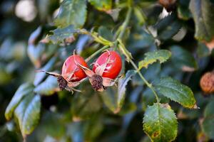 Red rosehip berries on the branch. Atmospheric autumn still life. Ripen berries of rosehip on a bush on late Fall photo