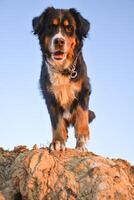 Bernese Mountain Dog Standing at the edge of a rock. A dog steps up off the rock. photo