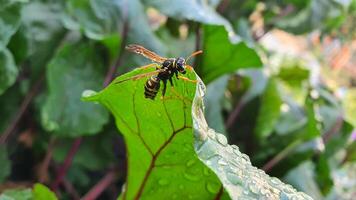 Macro of a wasp on green wet leaves with blurred background. A wet insect on a plant with rain drops. photo
