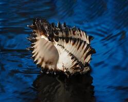 a shell with a black and white pattern on it in blue water photo