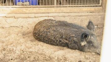 A pig laying in the dirt in a pen photo