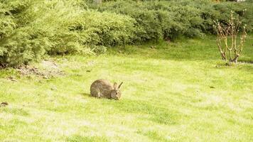 A rabbit is sitting in the grass on a sunny day photo