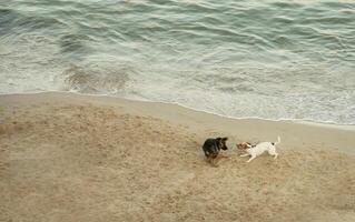 A dog and a cat playing on the beach photo