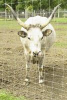 A bull is standing behind a fence in a field photo