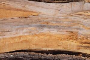 Old naked tree trunk. Wood texture for background image. photo